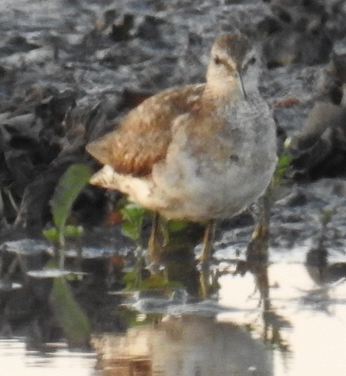 Wood Sandpiper - ML117345161