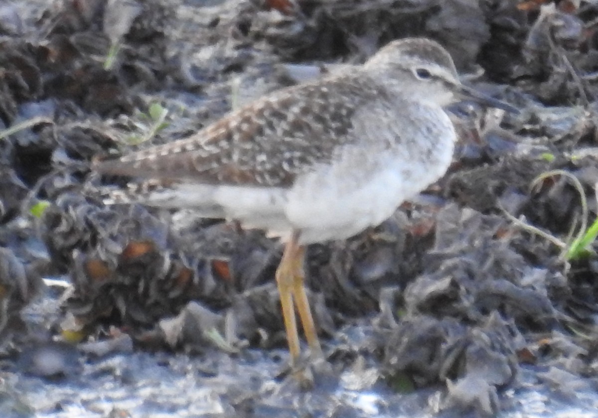 Wood Sandpiper - ML117345181