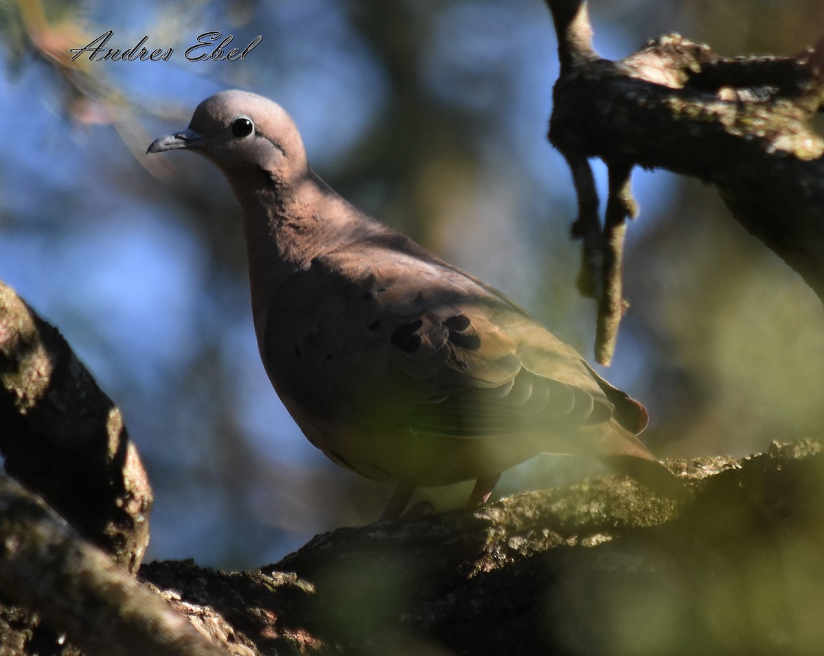 Eared Dove - ML117347611