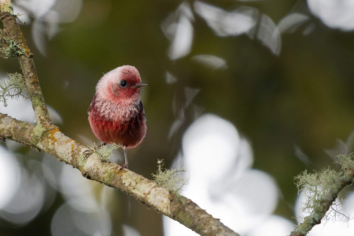 Pink-headed Warbler - ML117348381