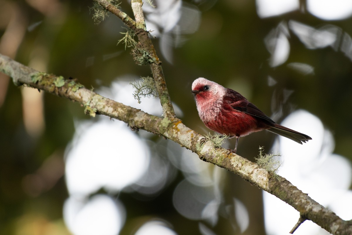 Pink-headed Warbler - ML117348531