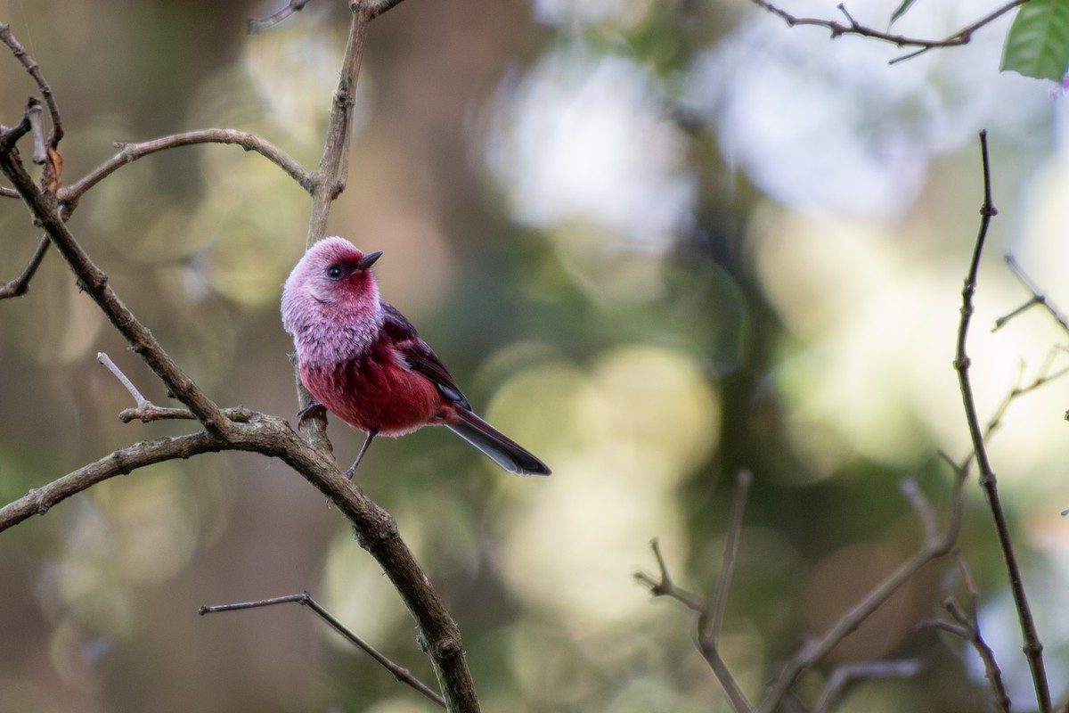 Pink-headed Warbler - ML117348641