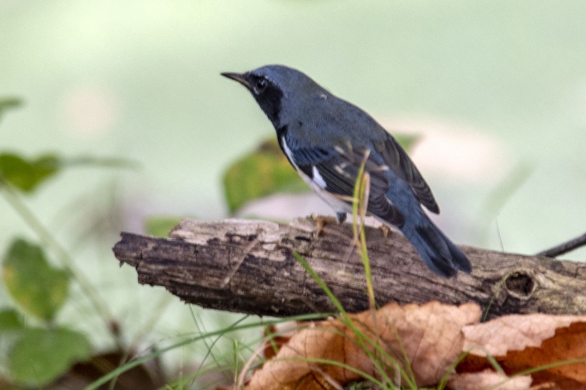 Black-throated Blue Warbler - Rosemary Kovacs