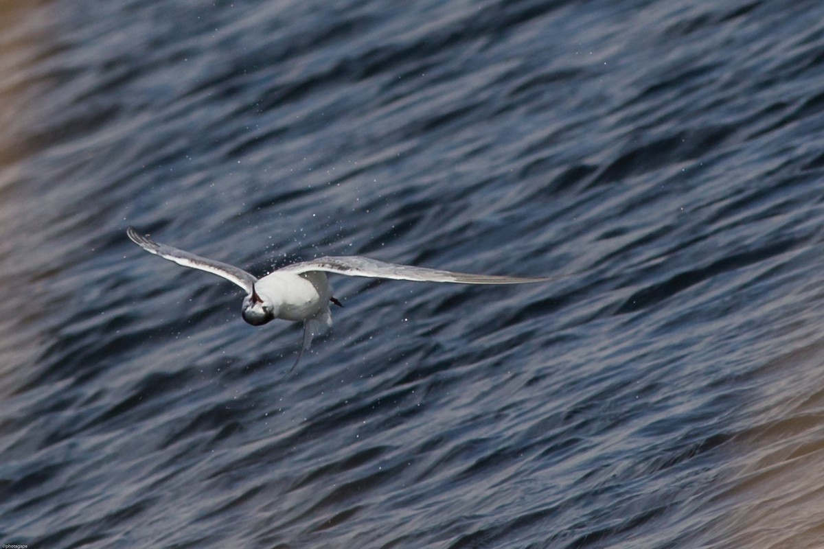 Common Tern - Roger Schroeder