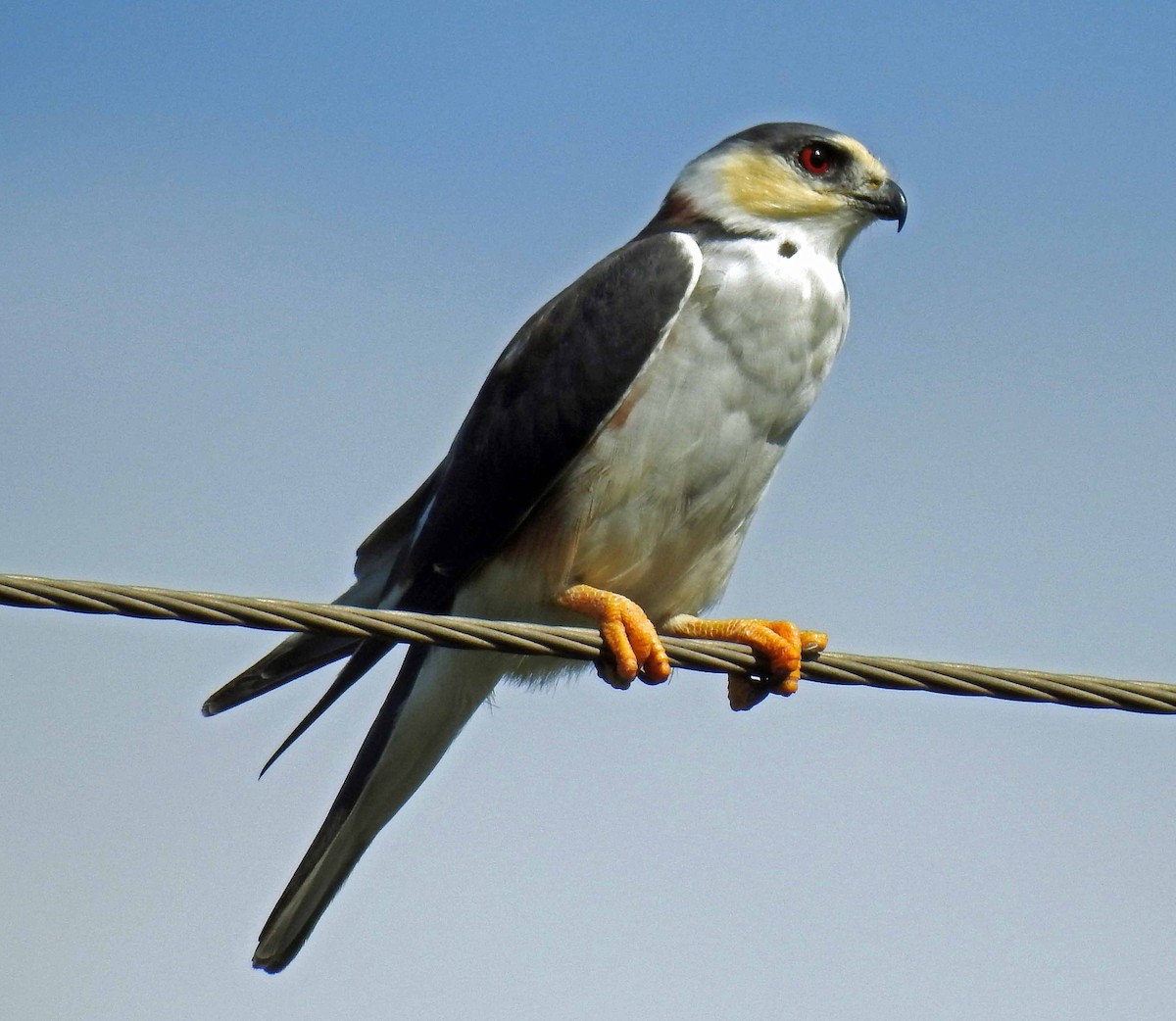 Pearl Kite - Danilo Moreno