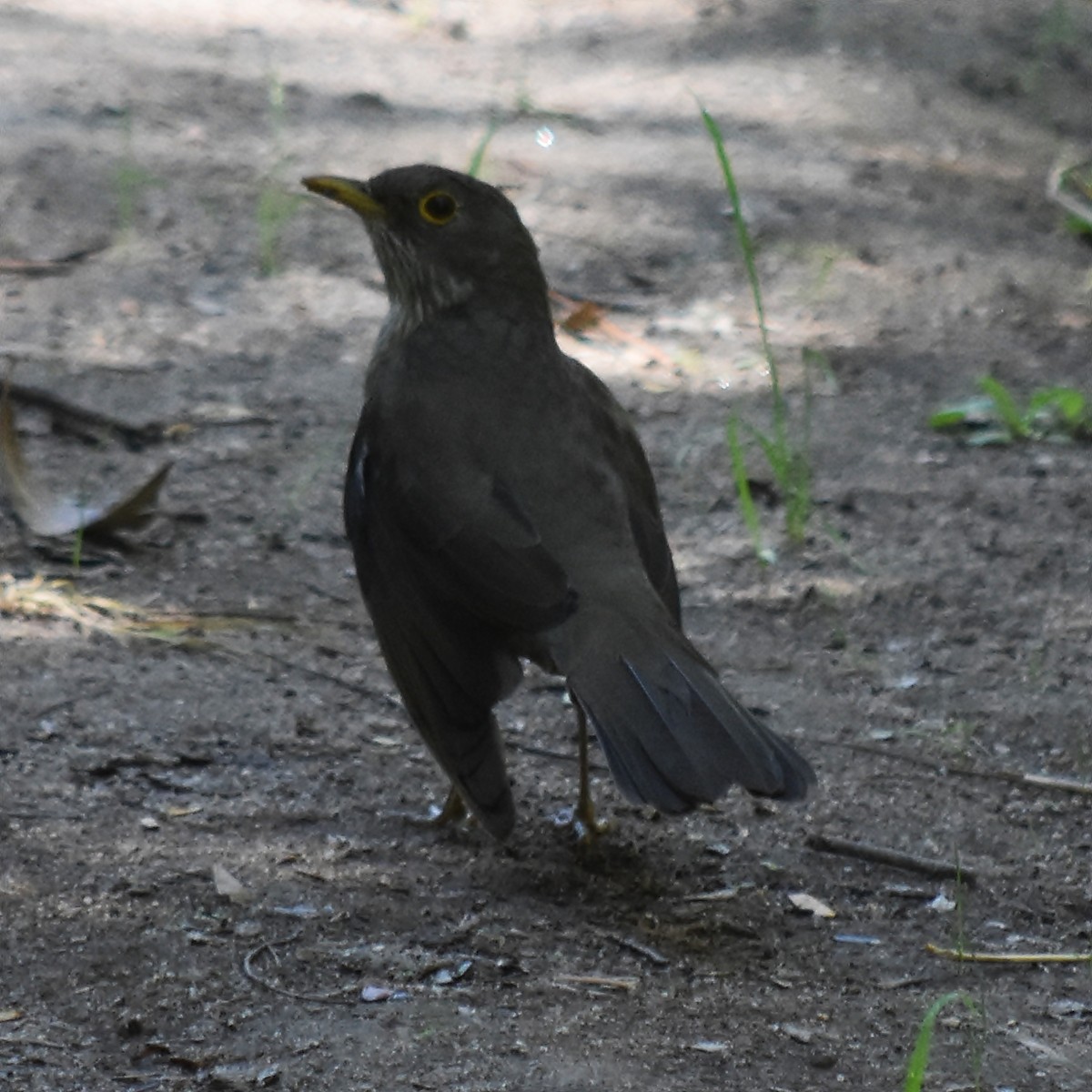 Rufous-bellied Thrush - ML117352931