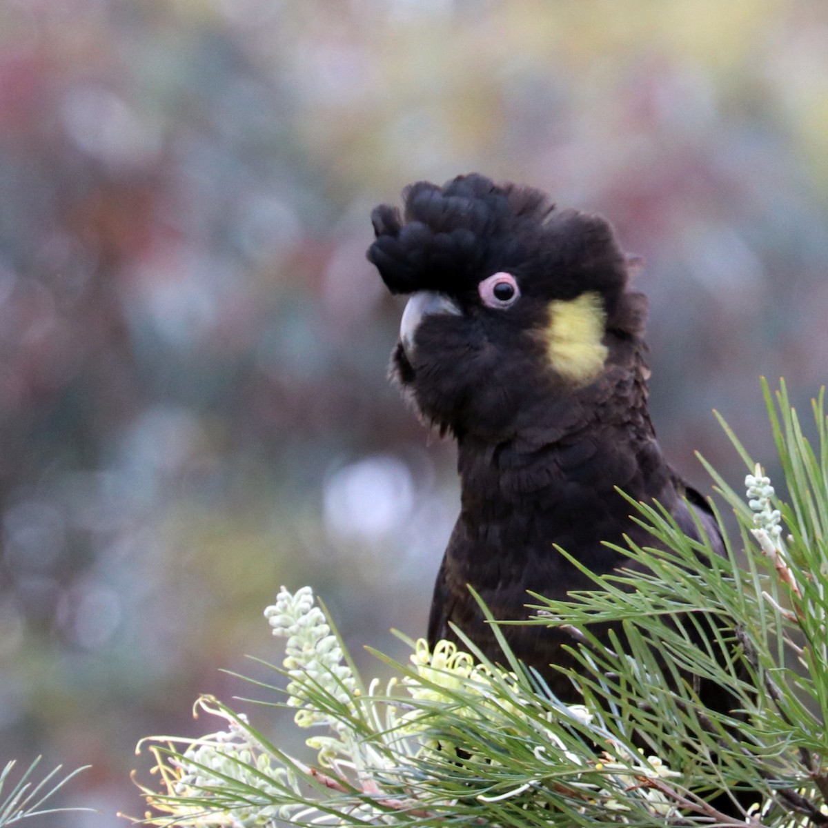 Yellow-tailed Black-Cockatoo - ML117353111