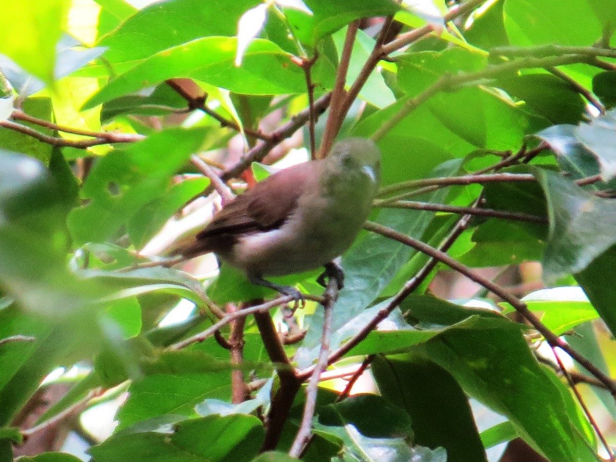 Dusky White-eye - ML117356161