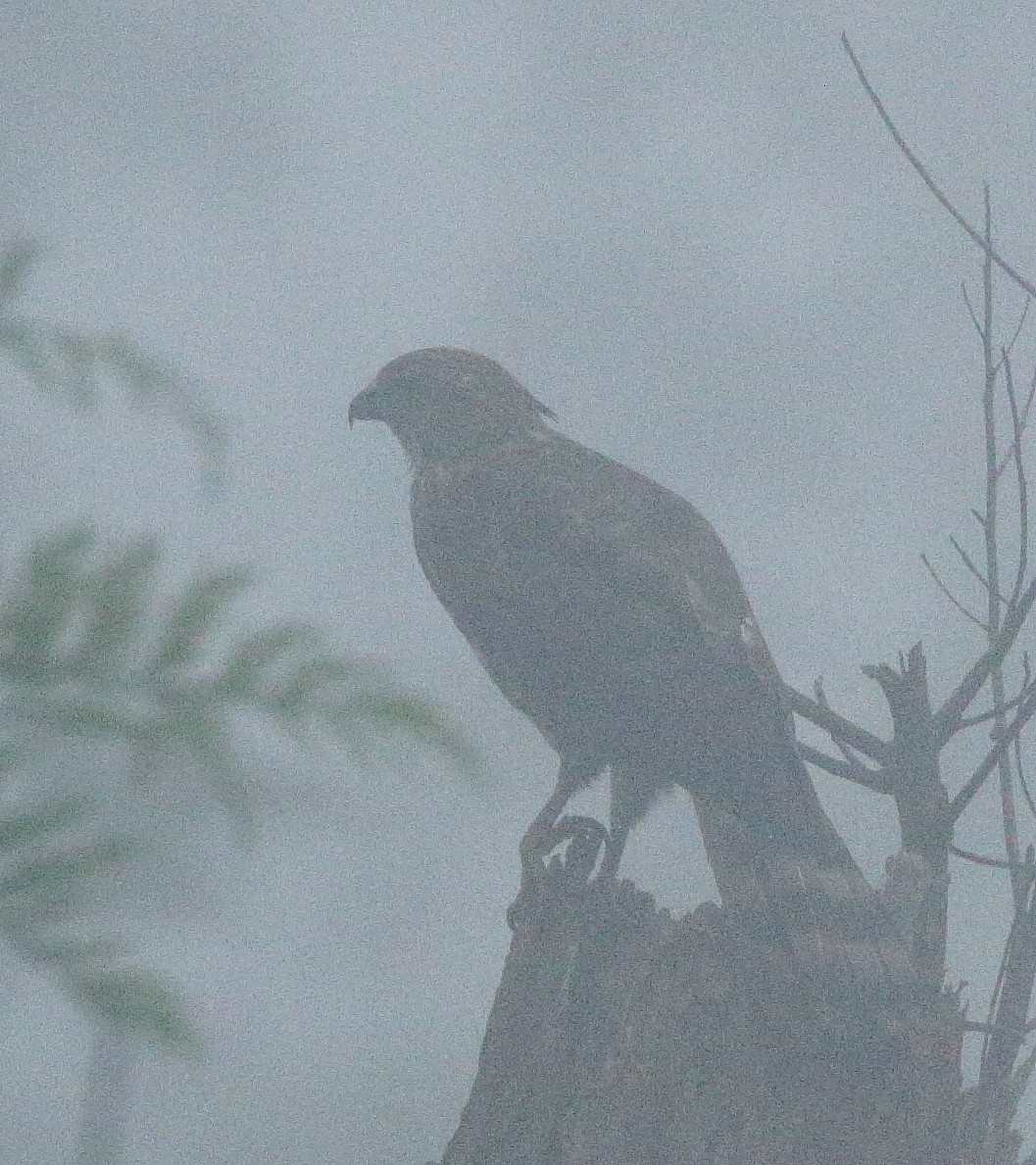 Crested Goshawk - ML117357411