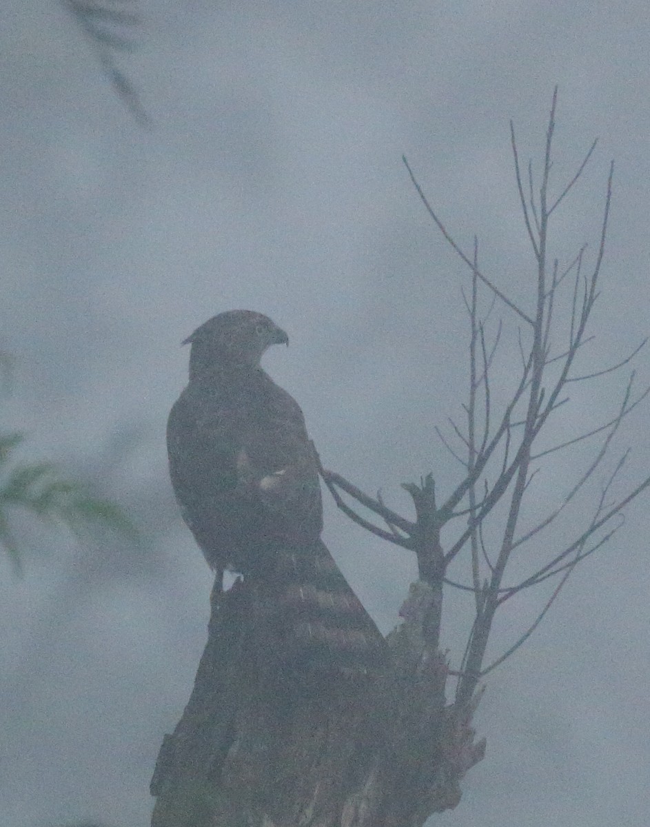 Crested Goshawk - Rahul  Singh