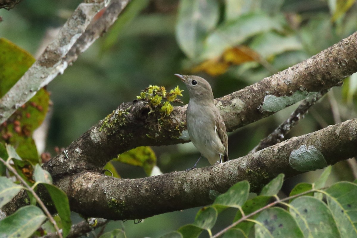 Rusty-tailed Flycatcher - ML117357641