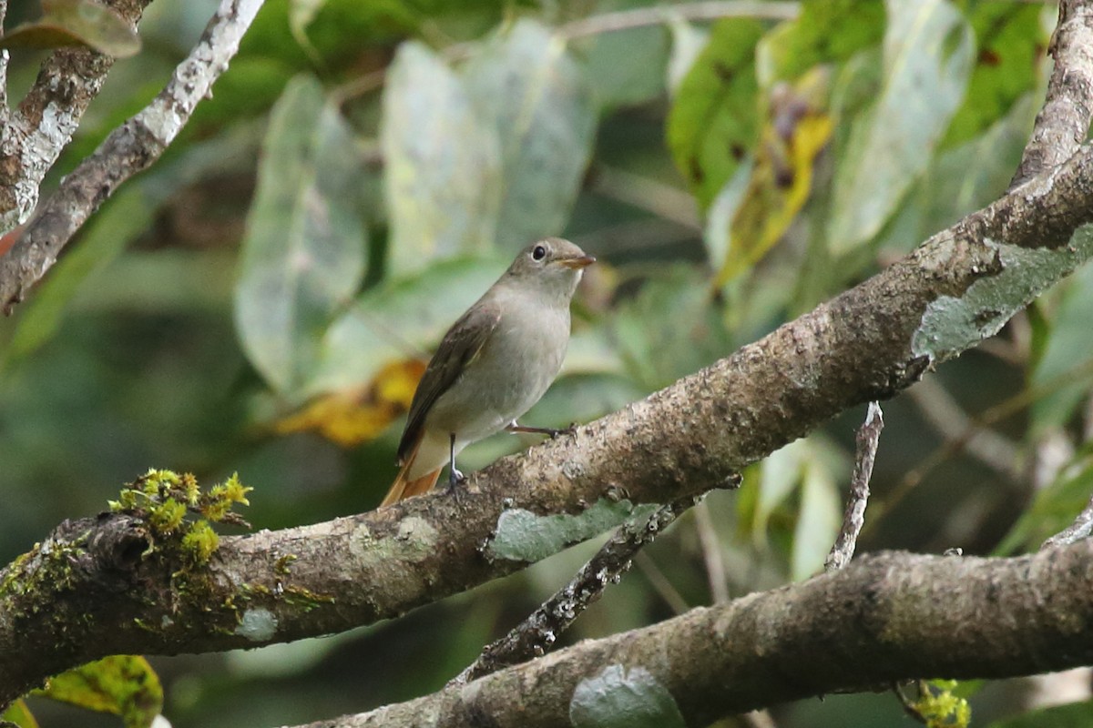 Rusty-tailed Flycatcher - ML117357721