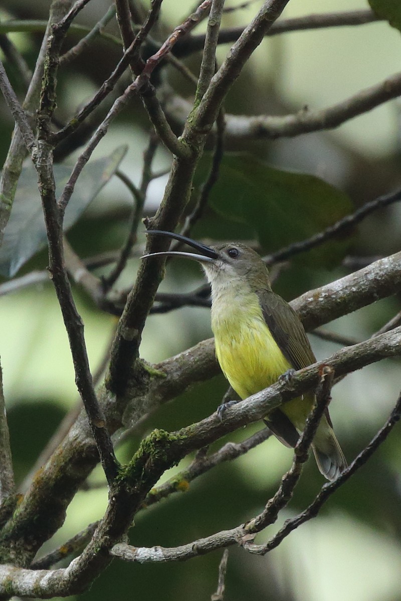 Little Spiderhunter - ML117357771