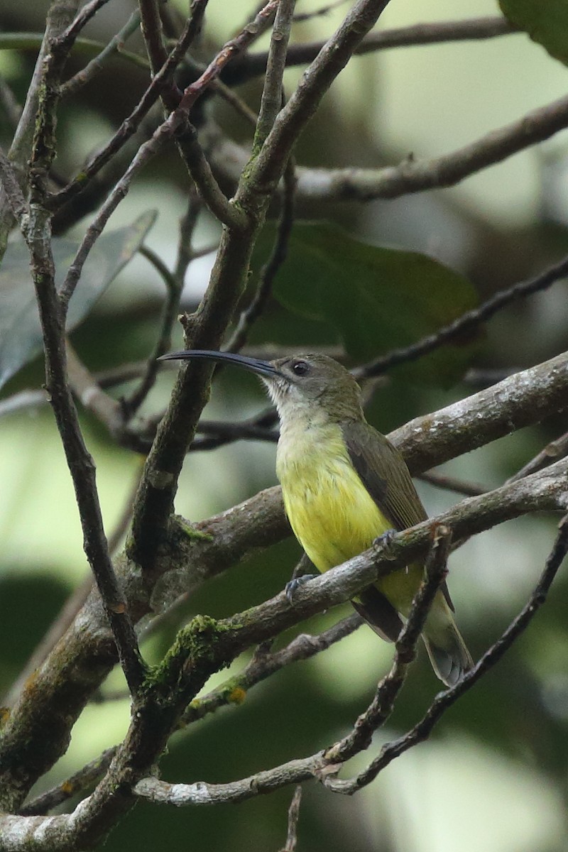 Little Spiderhunter - Rahul  Singh