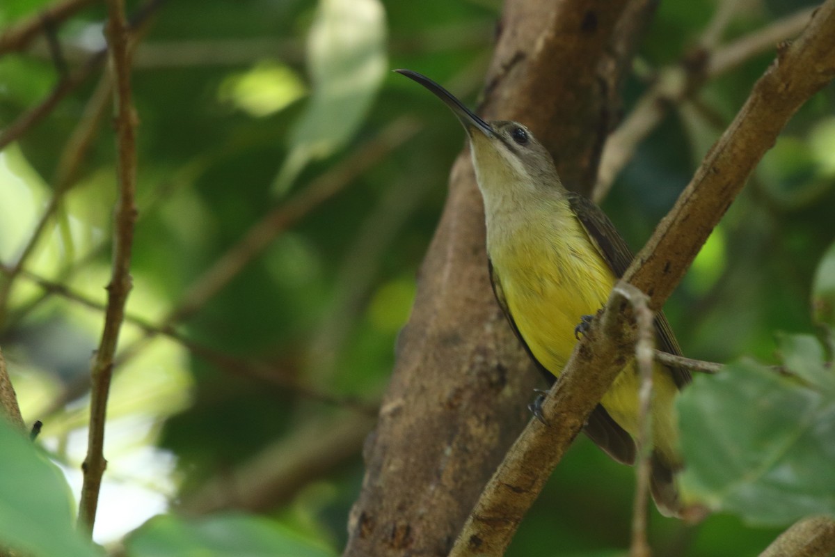 Little Spiderhunter - ML117357801