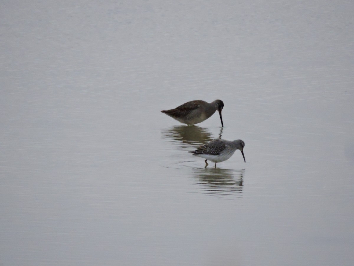 Long-billed Dowitcher - ML117360511