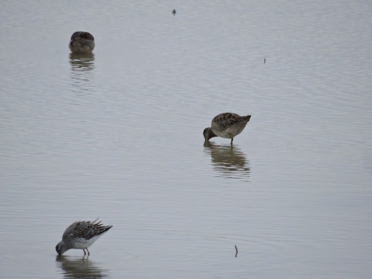 Long-billed Dowitcher - ML117360521