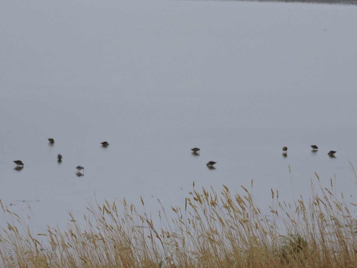 Long-billed Dowitcher - Scott Hampton