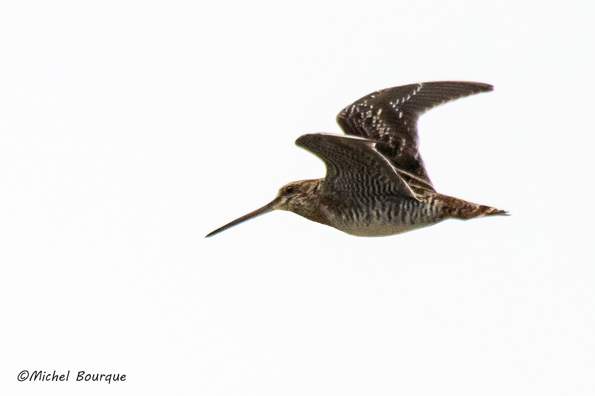 Wilson's Snipe - ML117360991