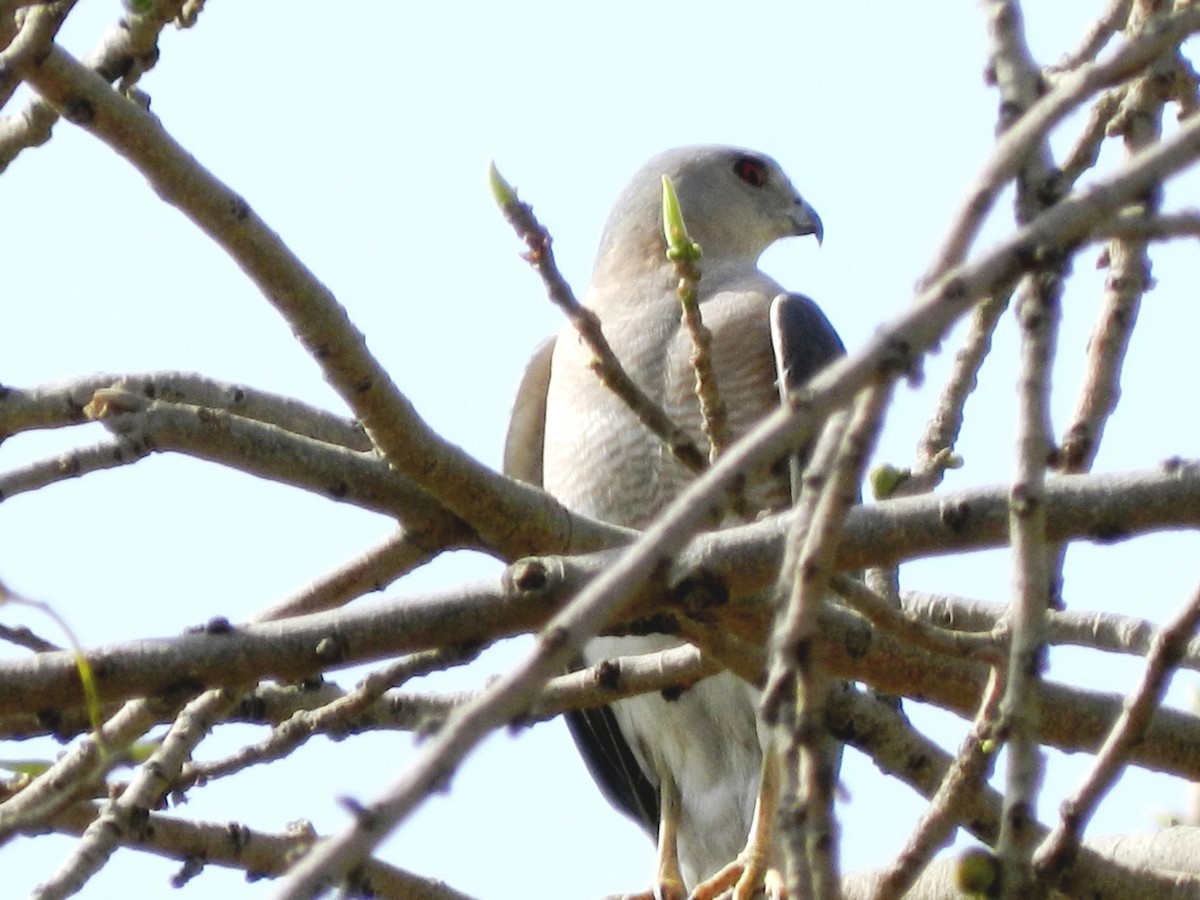 Shikra - CHANDRA BHUSHAN