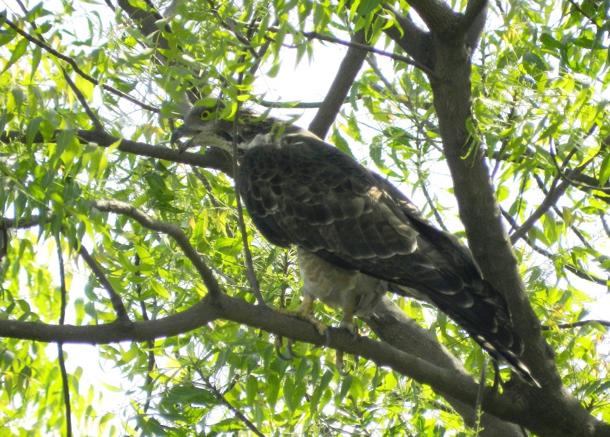 Oriental Honey-buzzard - ML117361121