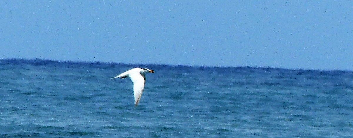 Chinese Crested Tern - ML117361841