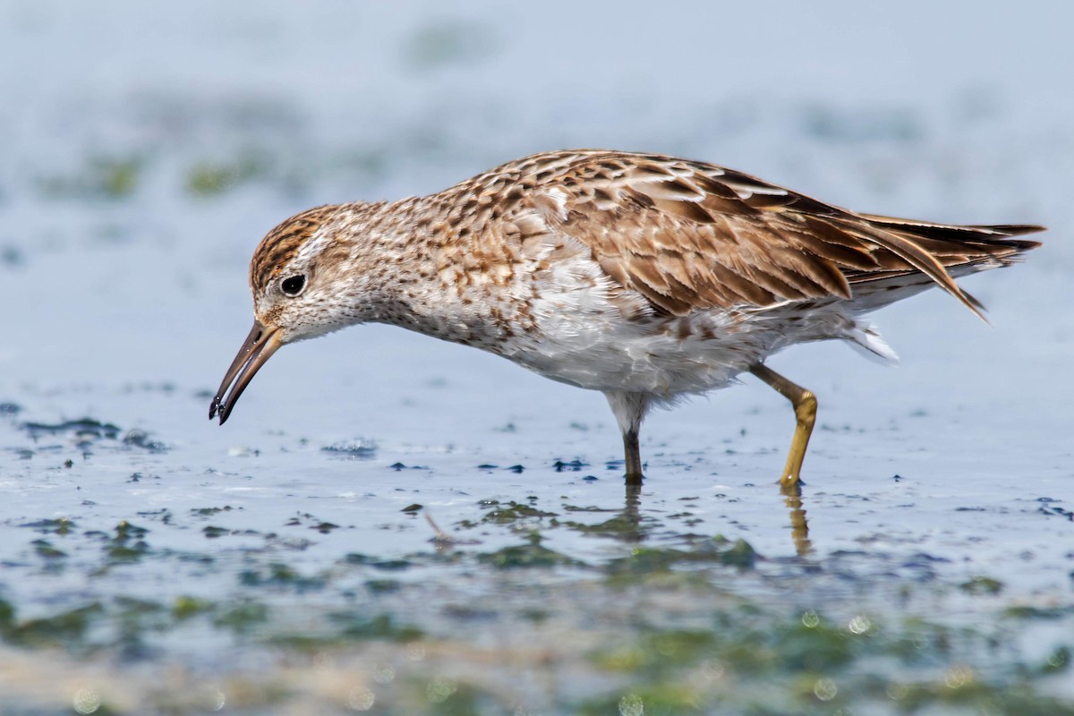 Sharp-tailed Sandpiper - ML117362051