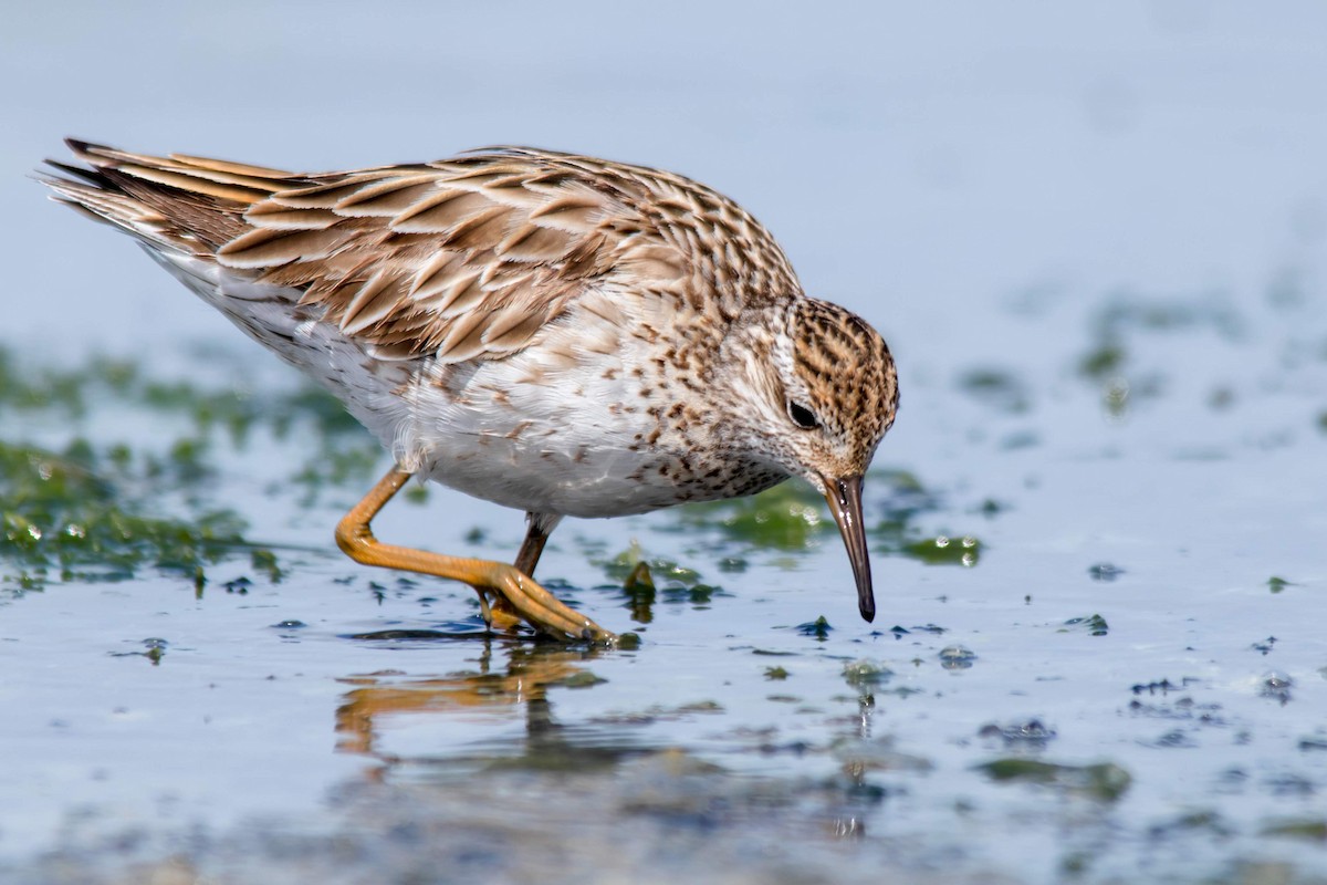 Sharp-tailed Sandpiper - ML117362071