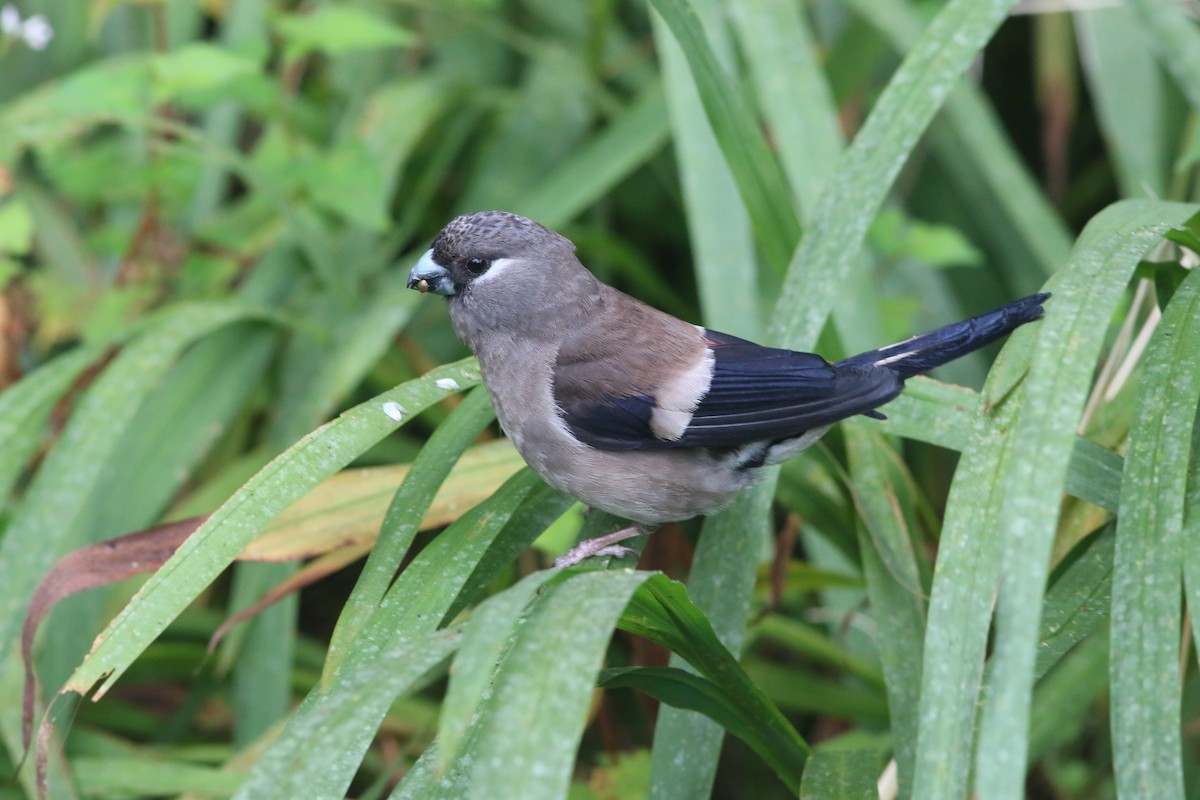 Brown Bullfinch - Yu-Wei (昱緯) LI (李)