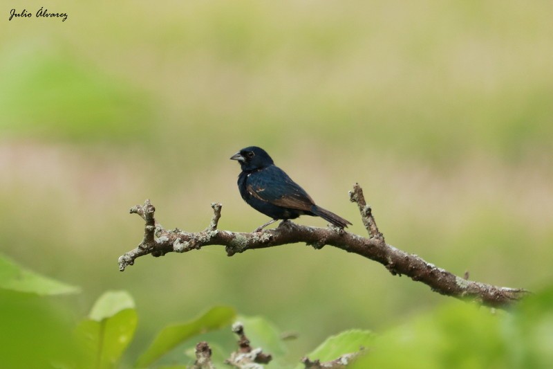 Blue-black Grassquit - ML117362301