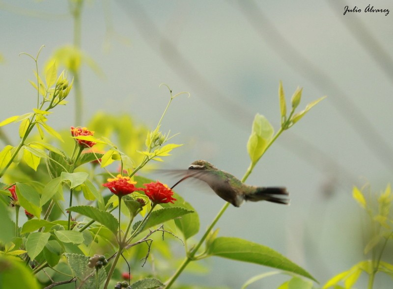 Broad-billed Hummingbird - ML117362321