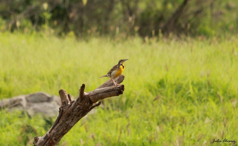 Chihuahuan Meadowlark - ML117362331