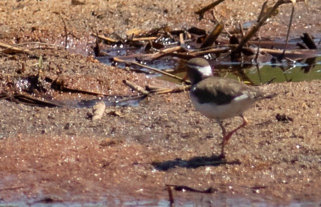Three-banded Plover - ML117364071