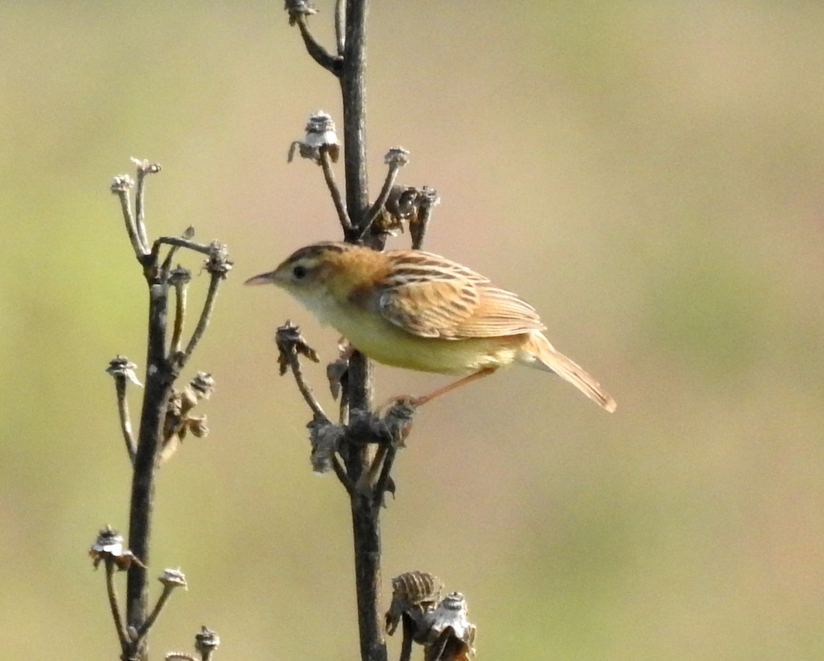 Zitting Cisticola - Scott Young