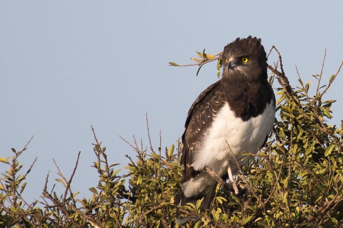 Black-chested Snake-Eagle - ML117364131