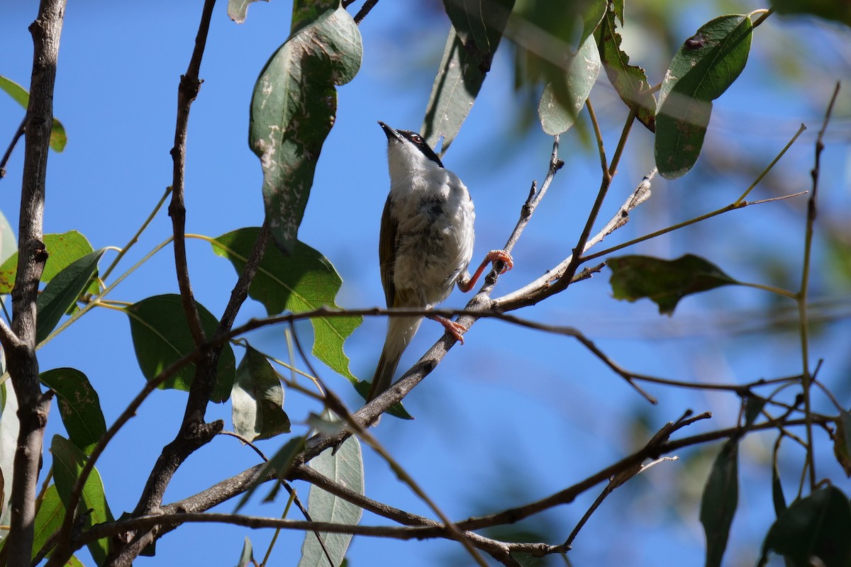 White-throated Honeyeater - ML117364411