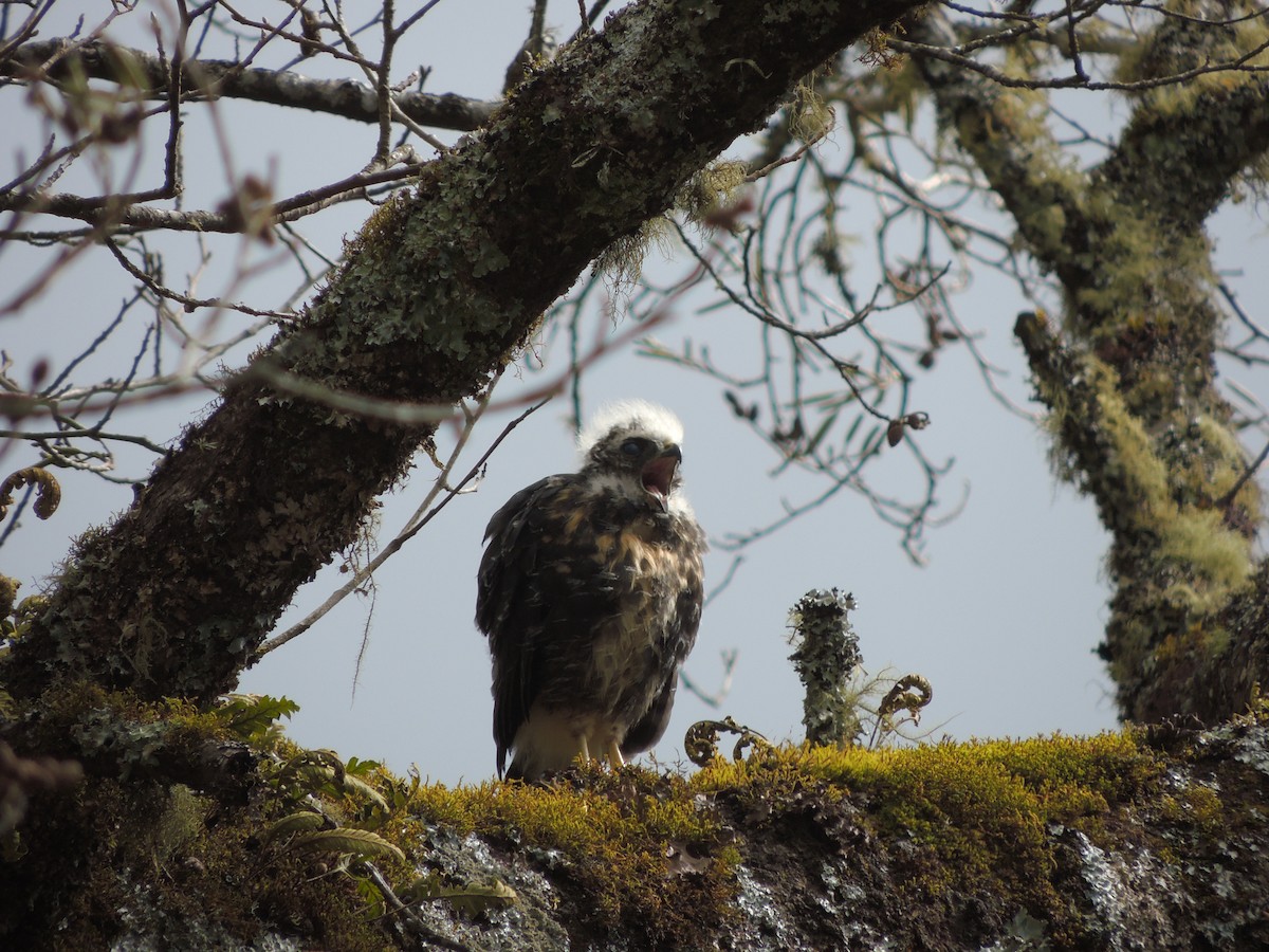 White-rumped Hawk - ML117365871