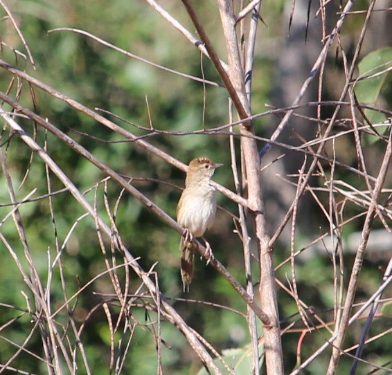 Tawny Grassbird - ML117365901