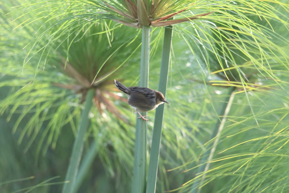 Carruthers's Cisticola - Mike Potter