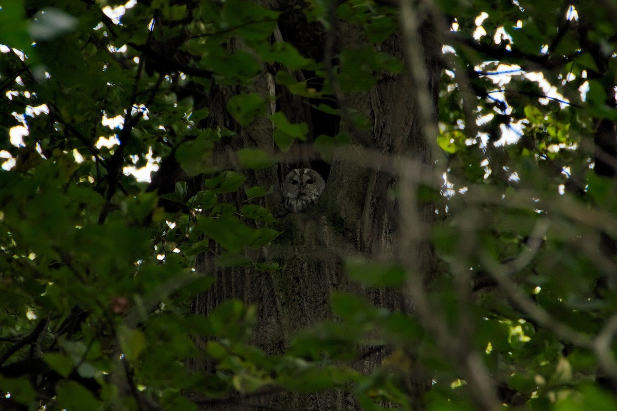 Tawny Owl - ML117368271