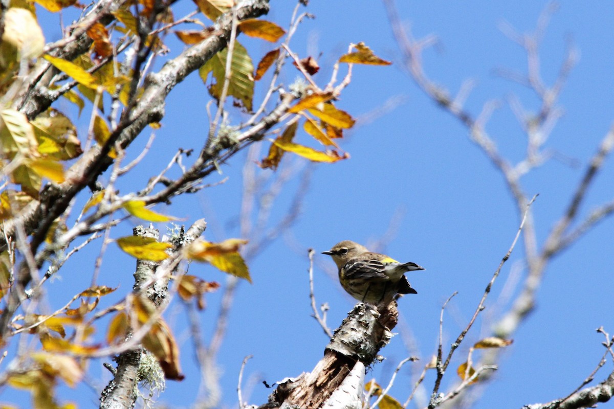 Yellow-rumped Warbler - Ginette & Pierre Vaillancourt