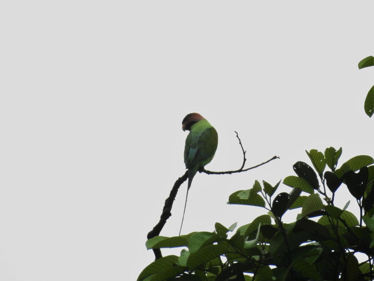 Long-tailed Parakeet - Andy Lee