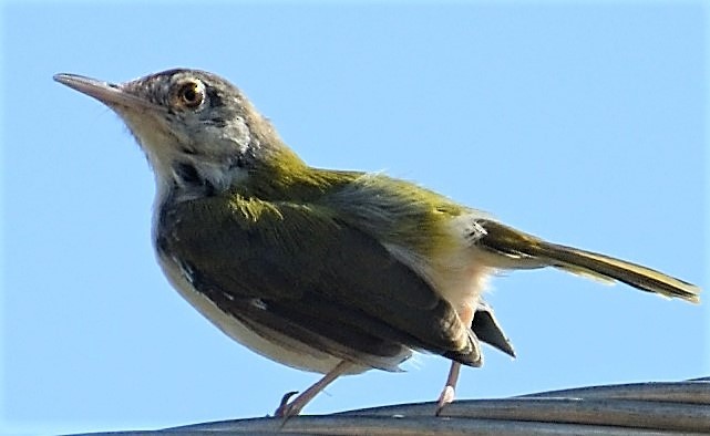 Common Tailorbird - ML117371821