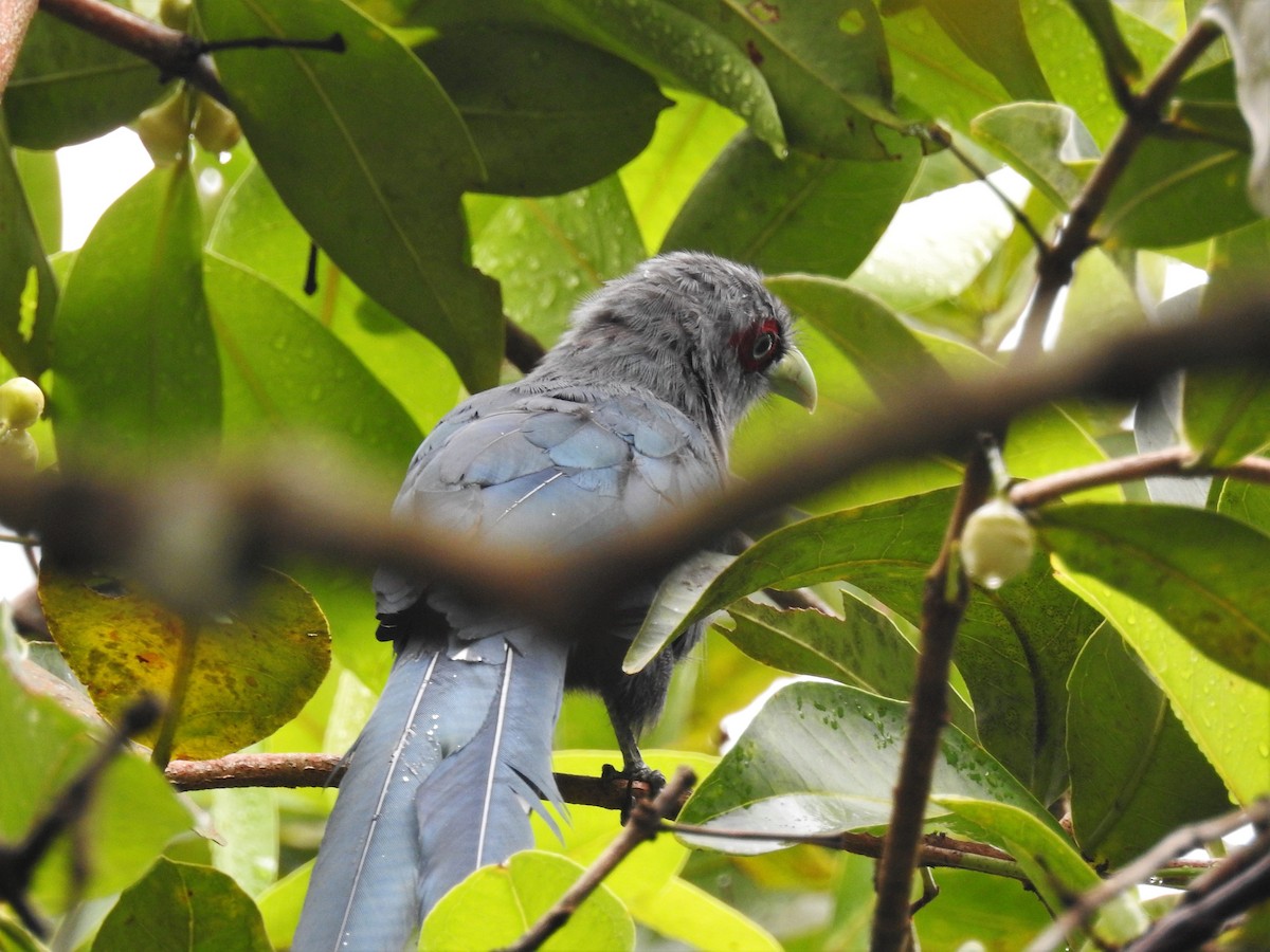 Black-bellied Malkoha - Andy Lee