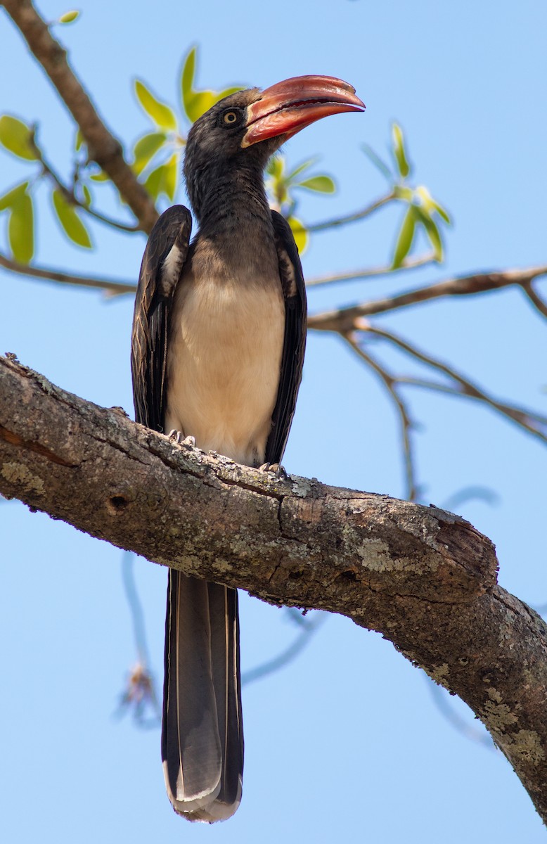 Crowned Hornbill - ML117372061