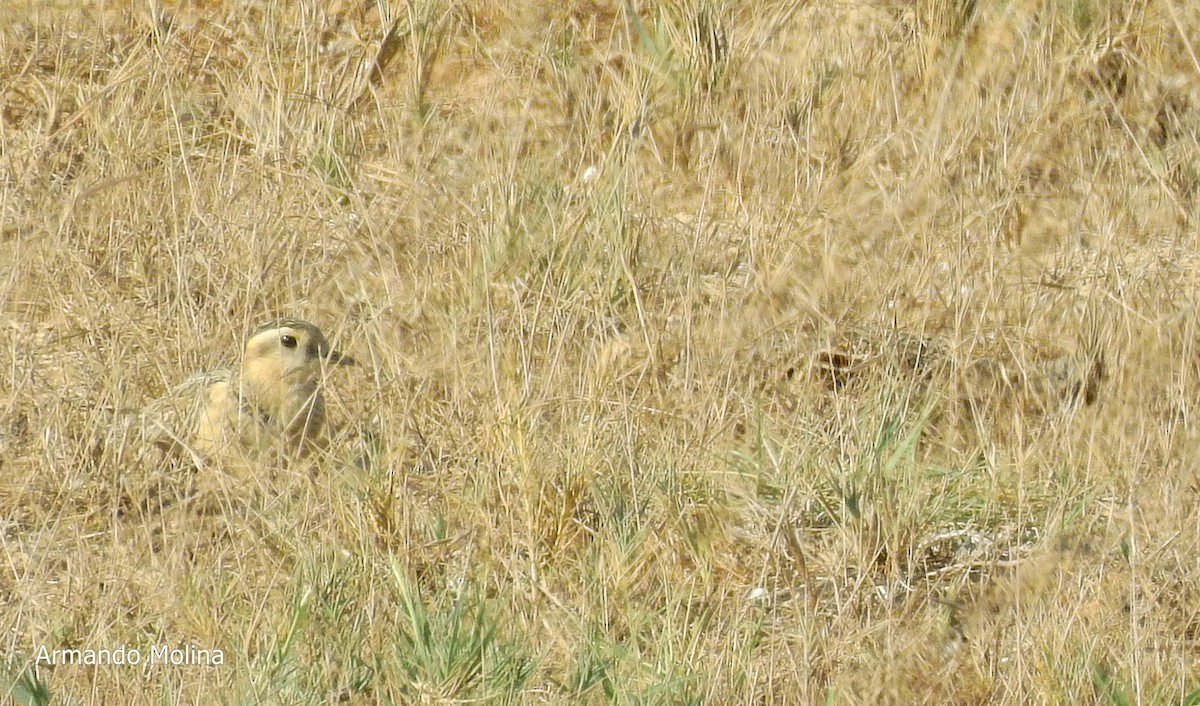 Eurasian Dotterel - ML117372301