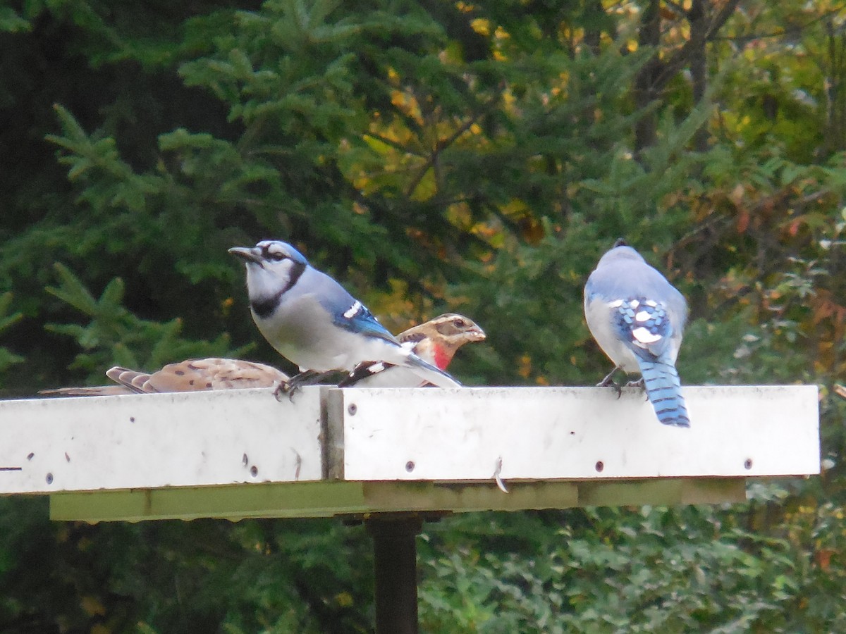 Rose-breasted Grosbeak - ML117373341