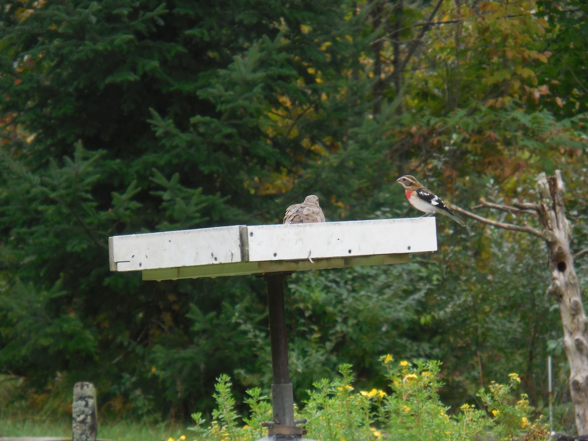 Rose-breasted Grosbeak - Ruth Stewart