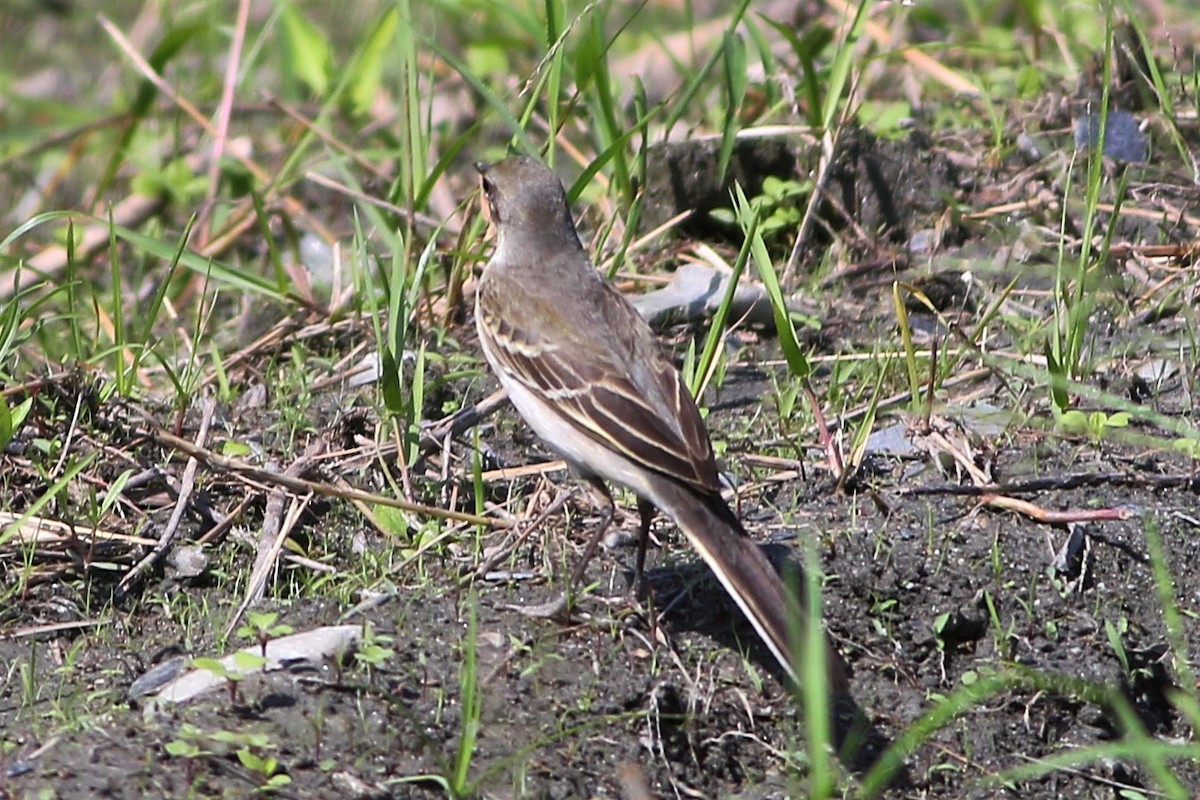 Eastern Yellow Wagtail (Manchurian) - ML117376411