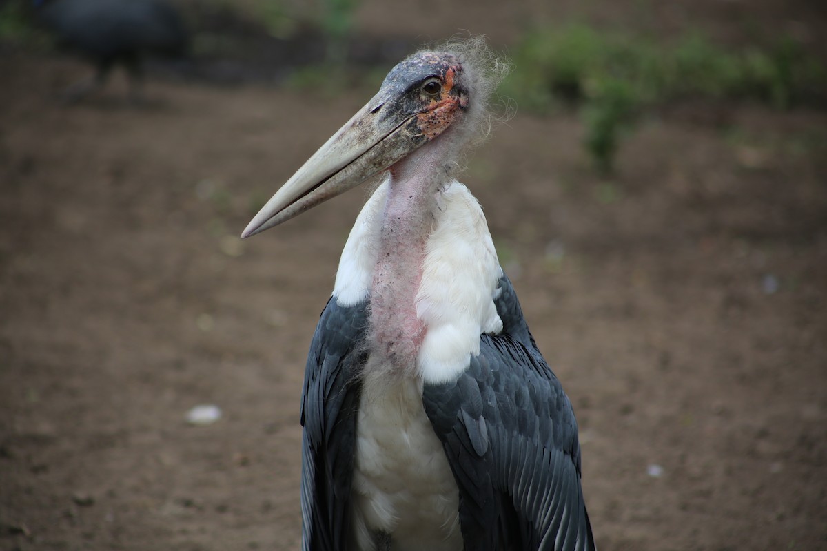 Marabou Stork - Morgan Van Peursem
